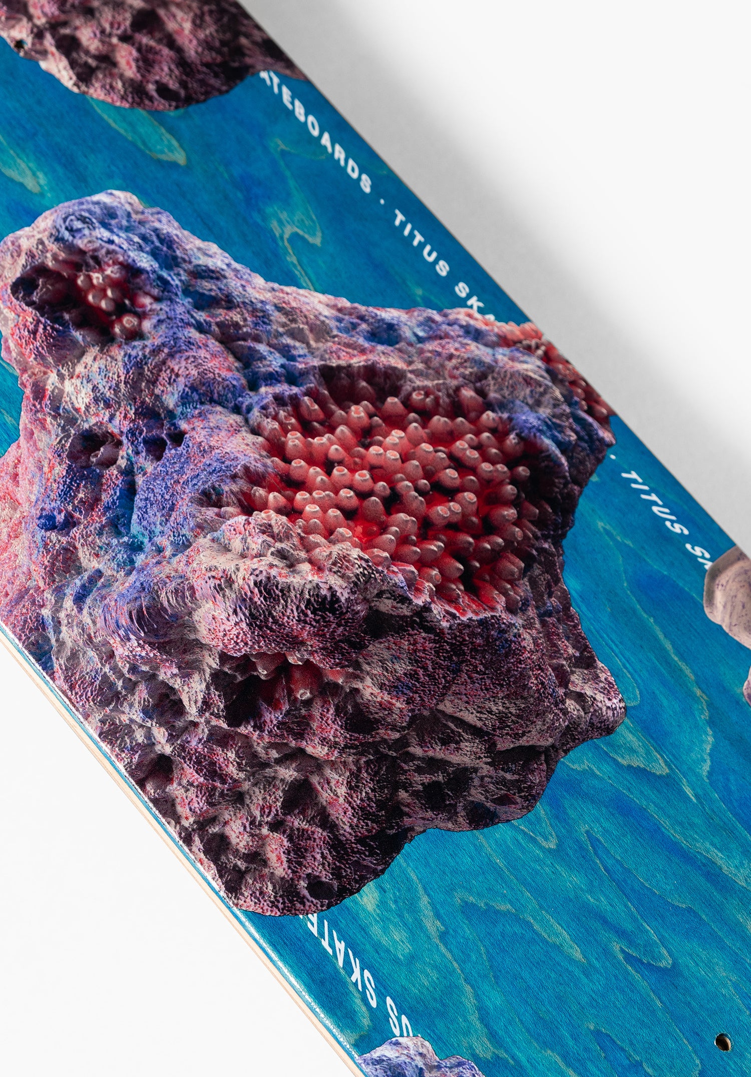 Acropora blue Oberansicht Zoom Image