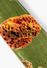 Porifera green Oberansicht